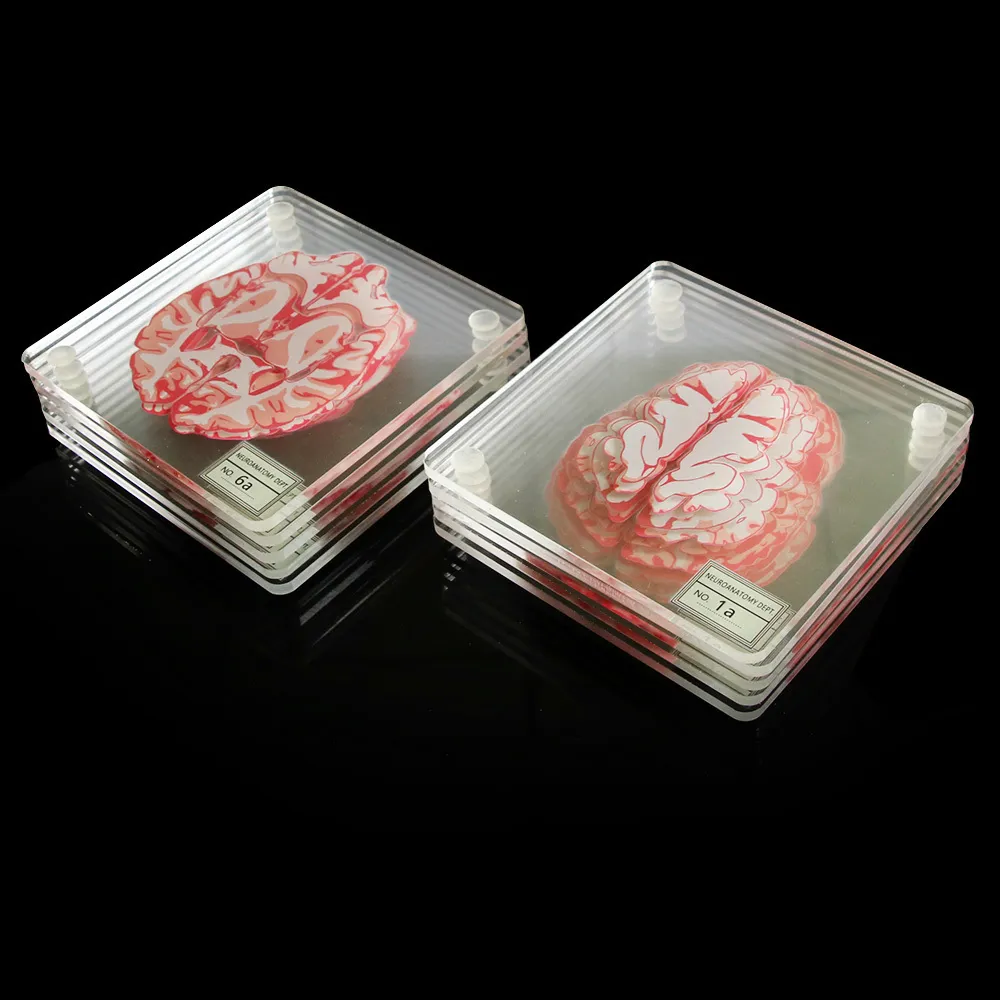 Подставки для образцов мозга Установите 3D органы мозга искусство изделия для мозга квадратные акриловые стеклянные напитки.
