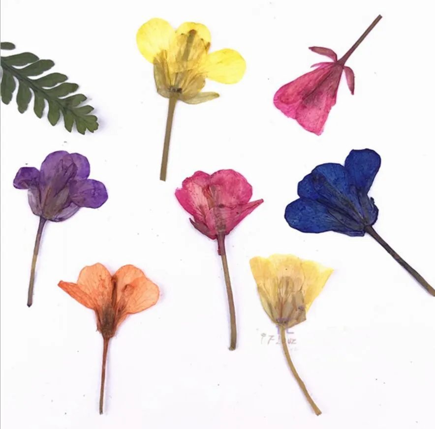 Pressed Dried Canola Flower Plants Herbarium For Epoxy Resin Jewelry Making Face Makeup Nail Art Craft DIY Y01041933