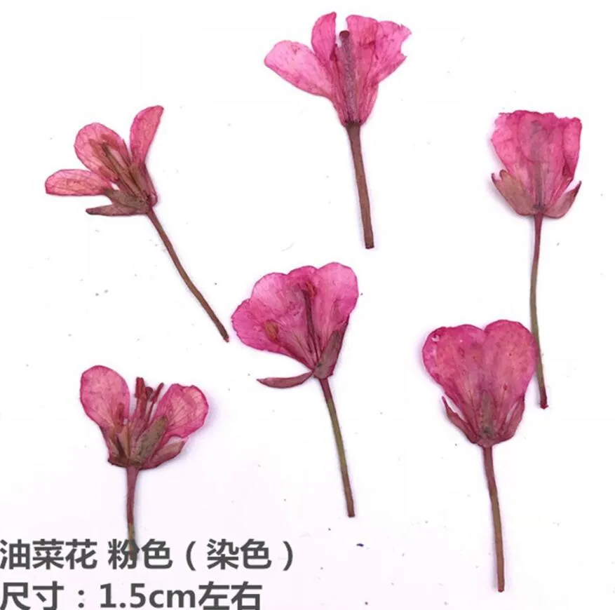 60 stks geperst gedroogde canola bloem planten herbarium voor epoxyhars sieraden maken gezicht make-up nail art ambachtelijke diy y01042905