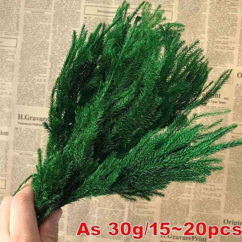 2030CM30g echte getrocknete, natürliche, für immer frische Lycopodium-ZweigeDekorativer Club Moss-BlumenstraußTrocken konserviertes ewiges GrasHome 2209394920