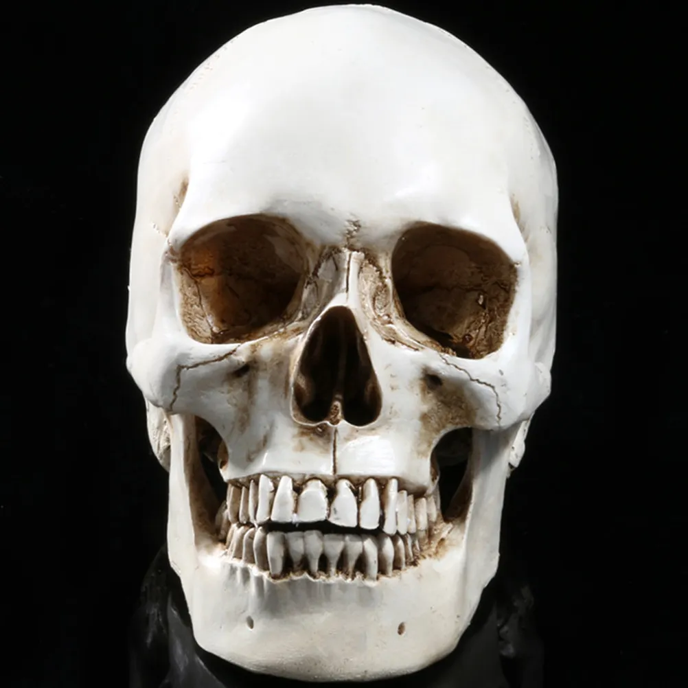 Lifesize 1: 1 Cranio Umano Modello Replica Resina Tracciamento Anatomico Medico Insegnamento Medico Scheletro Decorazione di Halloween Statua Y201006