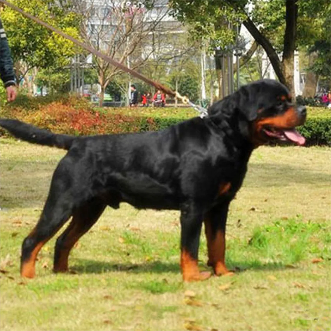 trwałych plecionych skóry smyczy dla psa treningu spaceru prowadzone do psów niemiecki pasterz Produkty dla zwierząt domowych dla średnich dużych psów Smycz 201104
