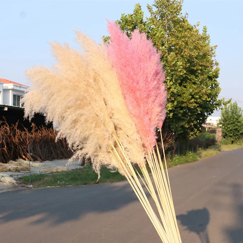 Pampas Gras Droog bloem Home Decor Reed Real Natural Plant Bruiloft DIY Party Sierfoto Props Groothandel DroogBloemn 201222