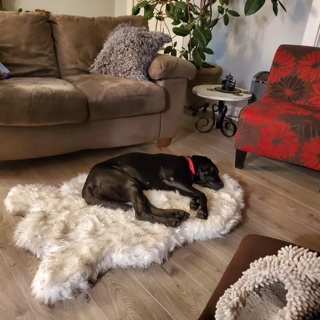 Kunstfell-Hundematte, weiß, für den Winter, weich, warm, gemütlich, Haustierkissen für mittelgroße und große Hunde und Katzen – langlebige, luxuriöse Überwurfdecke LJ201201