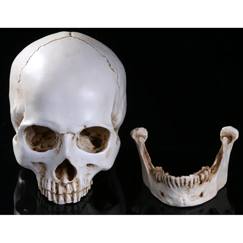 LifeSize Model Skull Skull Relica Relica Resin Tracing Traching Searning Скелет Статуя украшения Хэллоуина Y2010067550167