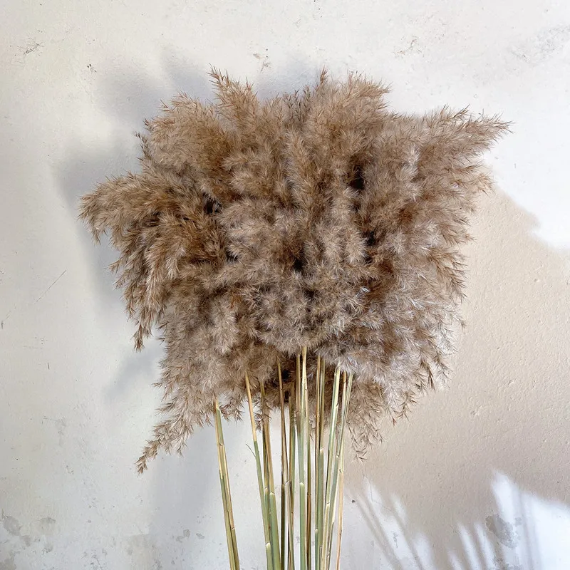 Natural-Dried-Pampas-Grass-Phragmites-Communis-for-Wedding-Artificial-Flower-Bunch-Home-Decor-DIY-Craft-dry (3)