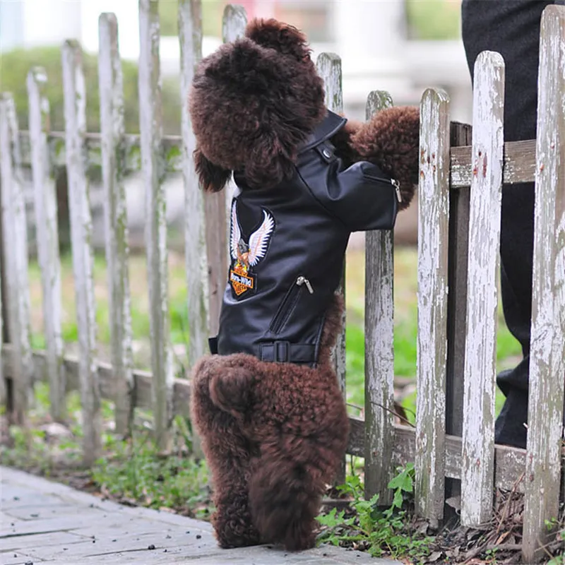 Glorious Eagle Match Mand Mabin Pu Leather Veste imperméable Softproofing Outdoor Puppy Outwear Fashion Clothes For Small Petxxsxxl Y4996182