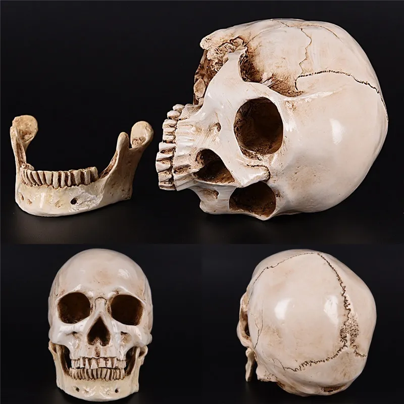 LifeSize 11 Modelo de crânio humano Réplica resina Médica Rastreamento de rastreamento médico ensino médio esqueleto halloween decoração estátua y2013118215