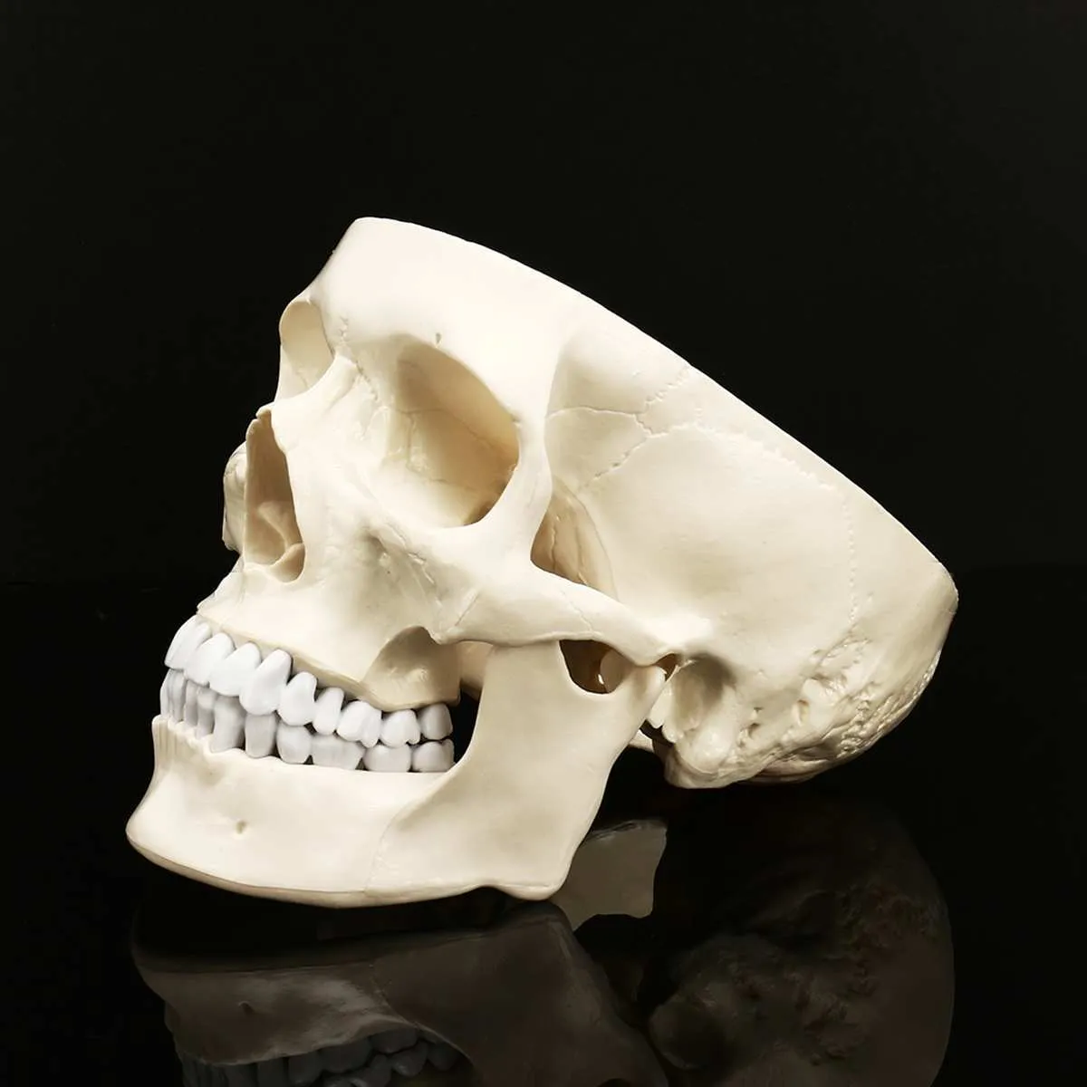 11人間の解剖学的解剖学樹脂ヘッドスケルトンスカルスカルスカルスカルティーチングモデルデタッチ可能な家の装飾樹脂人間の頭蓋骨彫刻彫像T201562247