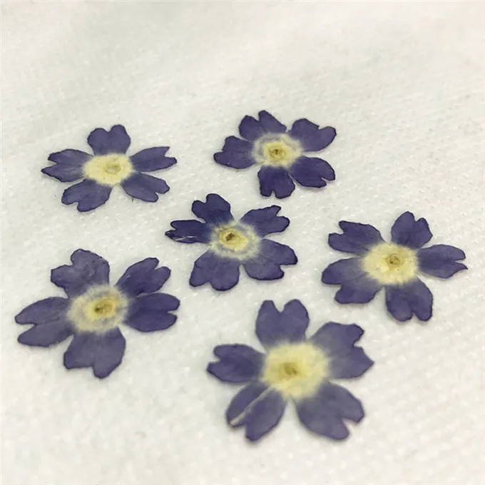 Original Color Verbena 2020 Handmade floral pressed flower for specimen whole shipment Y1128257w