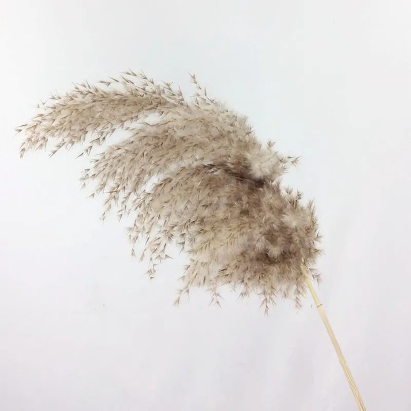 Natural-Dried-Pampas-Grass-Phragmites-Communis-for-Wedding-Artificial-Flower-Bunch-Home-Decor-DIY-Craft-dry (5)