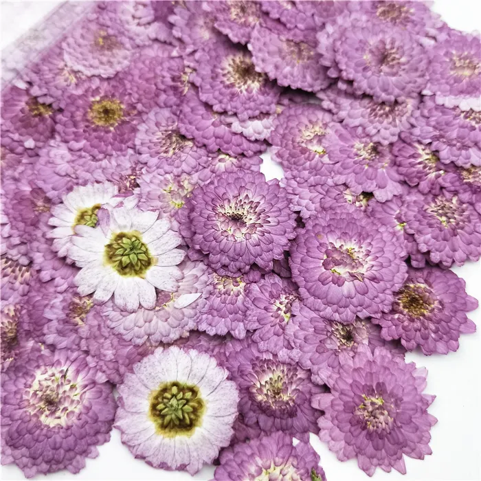 100 SZTUK, Natural Pressed Purple Daisy Kwiaty, Prawdziwy Kwiat DIY Zaproszenie ślubne Sztuka Craft Bookmark Prezent Card, Pachnący Wystrój świecy 201222