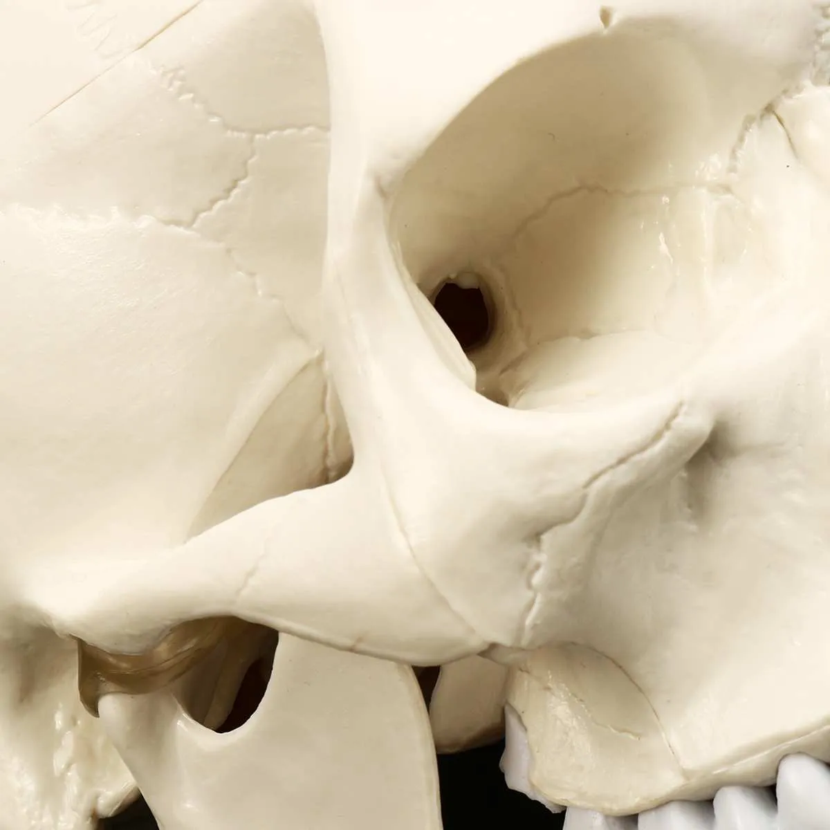 11 Anatomie anatomique résine Squelette Squelette Modèle d'enseignement du crâne de crâne détachable Détachement résine Sculpture du crâne humain Statue T209505221