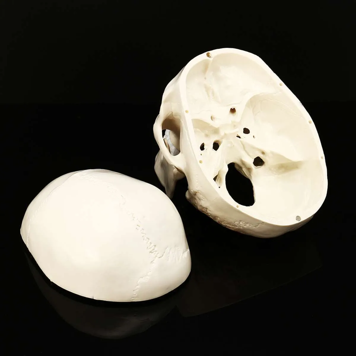 11 Mänsklig anatomisk anatomi hartshuvud Skeleton Skull Undervisning Modell Löstagbar heminredning Harts Human Skull Sculpture Staty T206196655
