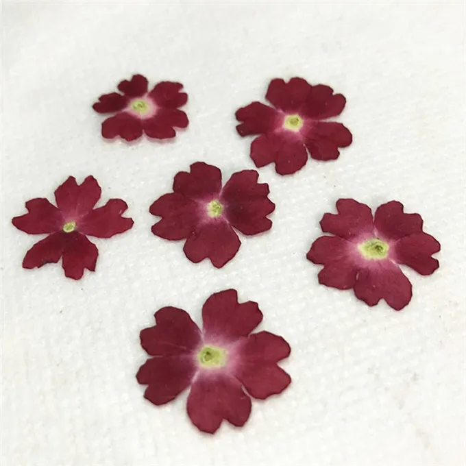 Original Color Verbena 2020 Handmade floral pressed flower for specimen whole shipment Y1128257w