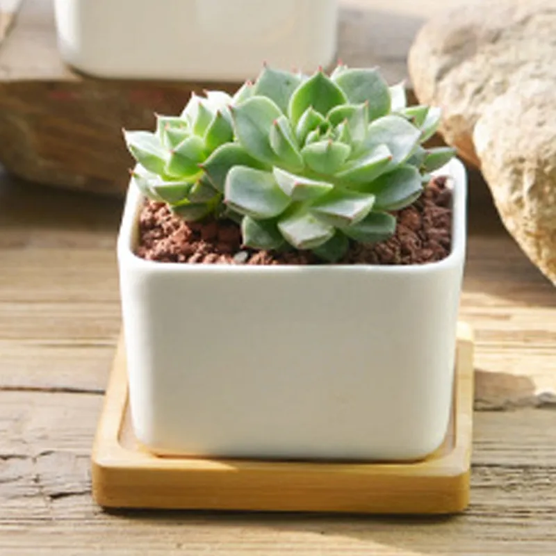 Seramik Kare Çiçekler Tencere Mini Succulents Çiçekler Pot Beyaz Ofis Masaüstü Saksı Ev Bahçe Aksesuarları Özelleştirilmiş Logo BH6158 TYJ