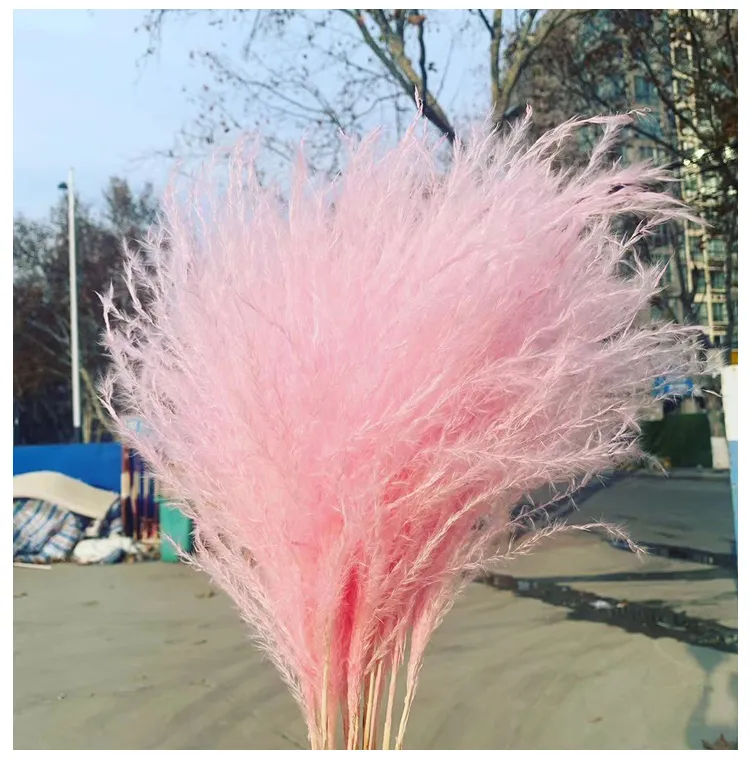 Pampas Grass Thinker Colorful Natural Light Pink Wedding Pampas Flowers Valentines Day Gift Natural Dried Reed Flower Bouquets Whi6302550