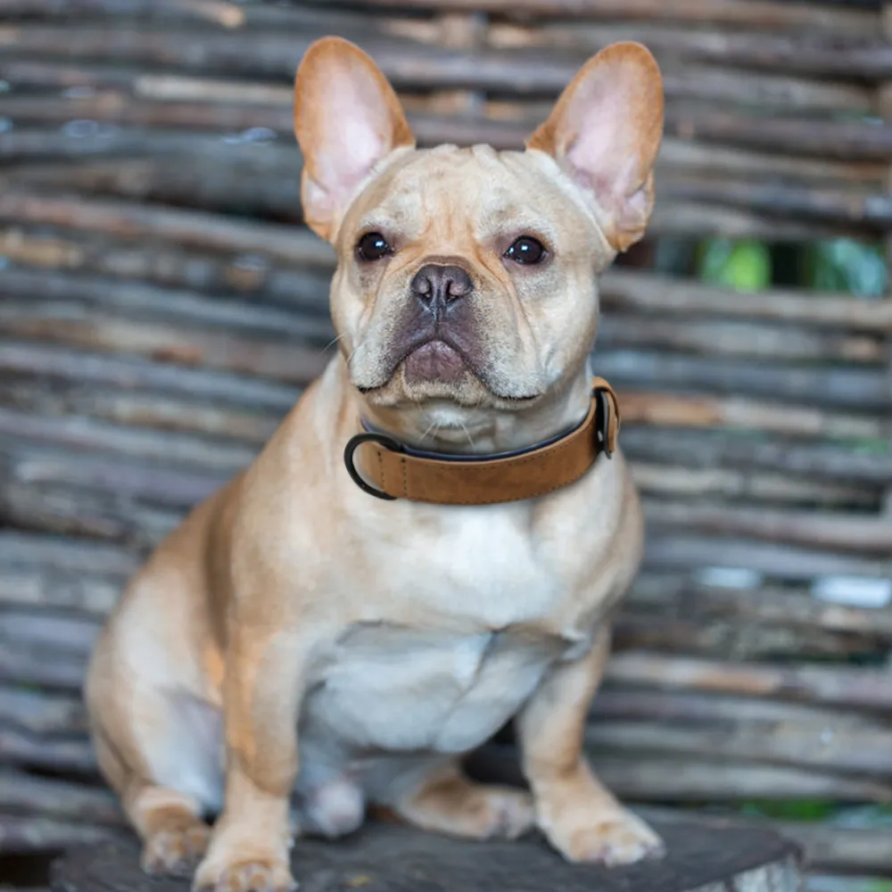 Collier de chien en cuir rembourré doux pour animaux de compagnie pour collier de petit moyen grand chien perro Labrador berger allemand Y200515