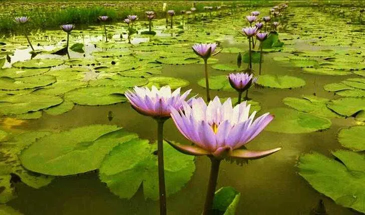 Flor entera seca de loto azul que florece Nymphaea Caerulea 210825