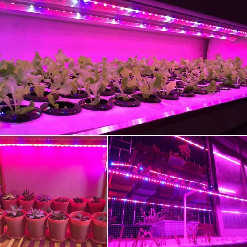 Bandes LED pour plantes d'intérieur, lampe de croissance, phytolampe, ruban pour légumes et fleurs, phytolent pour graines de plantes, prise ue US 257D