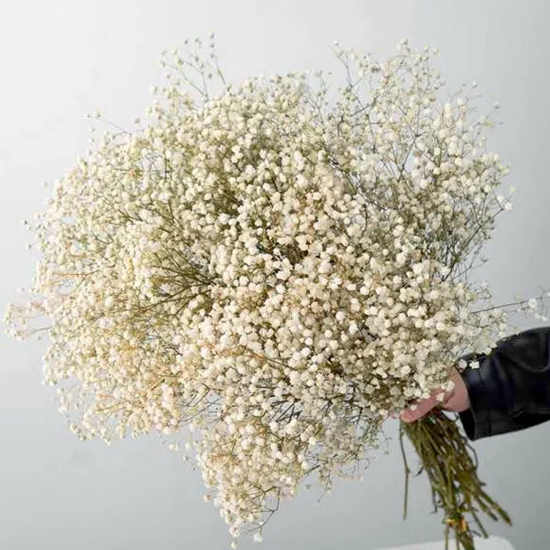 Fleurs naturelles fraîches séchées et conservées Gypsophila paniculata, cadeau de bouquets de fleurs de souffle de bébé pour la décoration de mariage, Saint-Valentin 220311