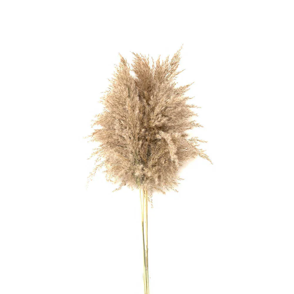 Helle Farbe Hochzeitsblumenstrauß natürliche getrocknete Pampasgrasblume schönes Schilf Weihnachtshaus Hochzeitsdekoration Phragmites 211012