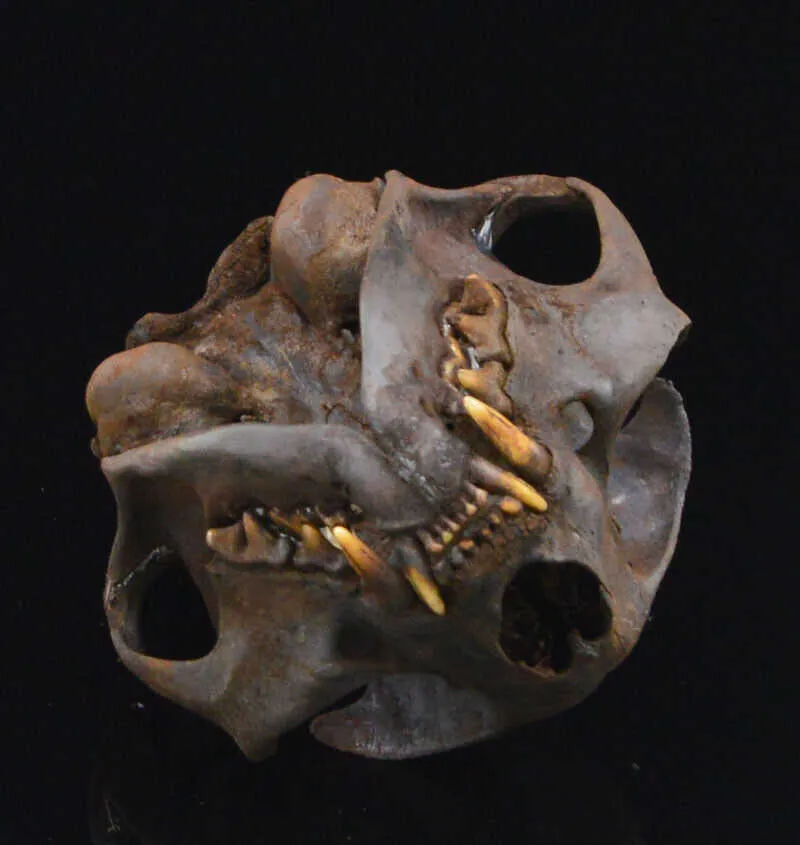 spécimen de crâne d'animal réel - Adulte / Fait à la main, teinture marron 210811