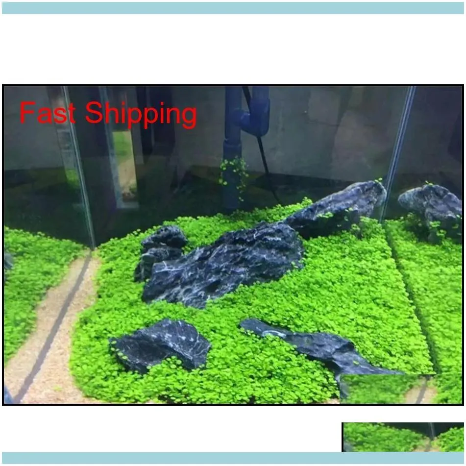 Wholesale Garden Fish Tank Aquarium Plant Seeds Aquatic Water Grass Ornamental Plant Home Yard Decora