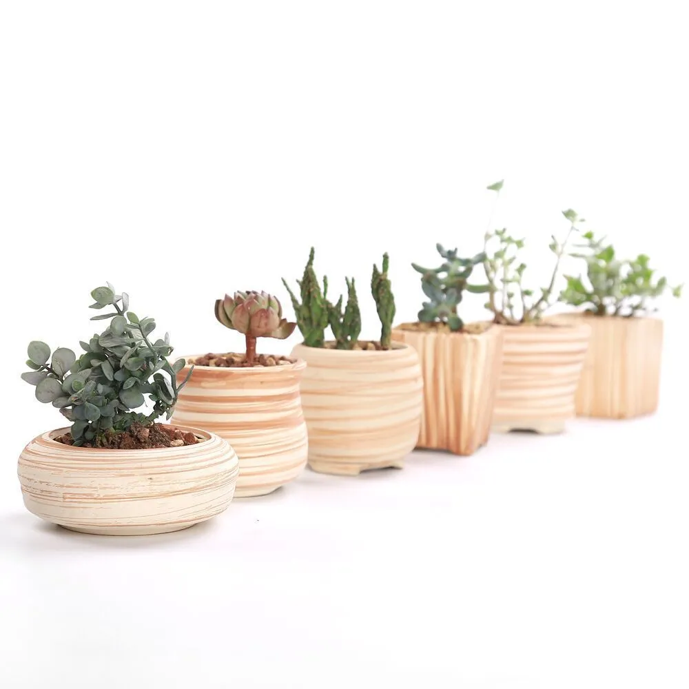 SUN-E 6 in Set 3 Inch Ceramic Wooden Pattern Succulent Plant Pot Cactus Plant Pot Flower Pot Container Planter Gift Idea Y200723271r