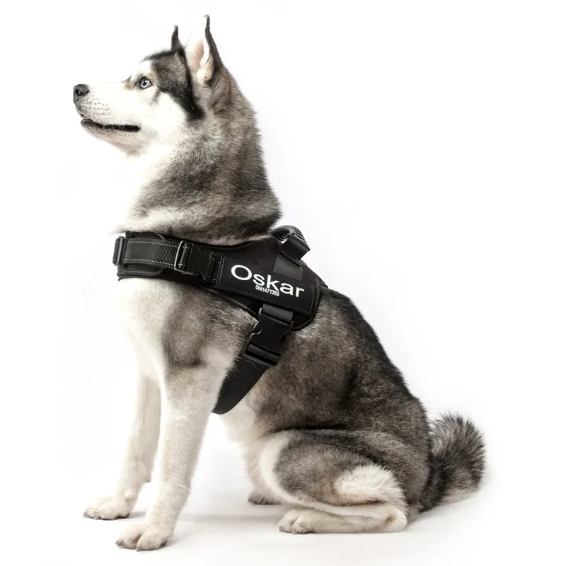 PET FML cani patch personalizzati Collar tag ID personalizzato Riflettente senza pull giretto cani set di plastica maniglia di plastica Y200515