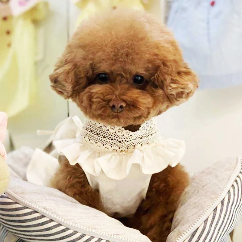 Nuovi vestiti estivi animali domestici Teddy Wedding Puppy Abbigliamento Abiti primaverili cani Gonna vestire