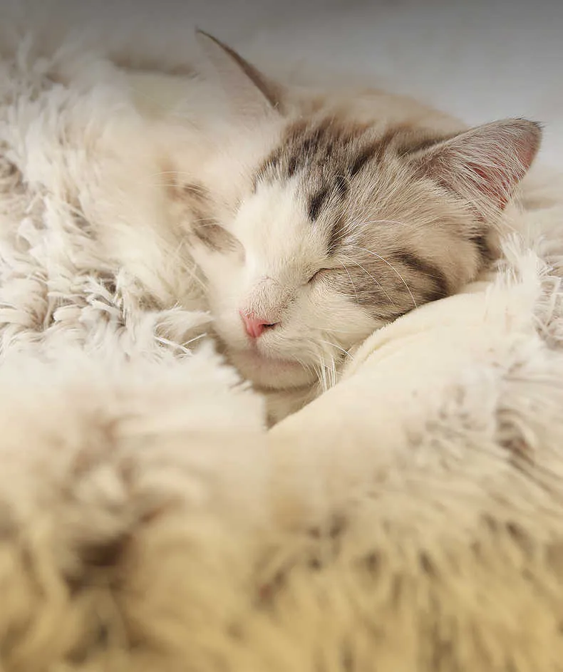 Super Soft Pet Bed Kennel Dog Round Cat Winter Warm Sacco a pelo lungo peluche Cucciolo Cuscino Mat House Velvet Mats Divano 210924