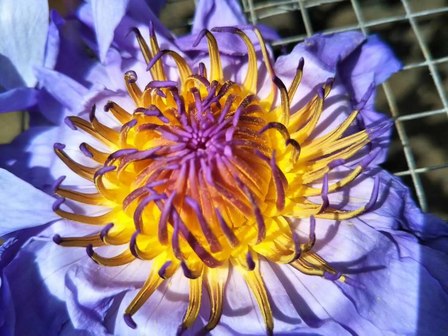 Flor entera seca de loto azul que florece Nymphaea Caerulea 210825