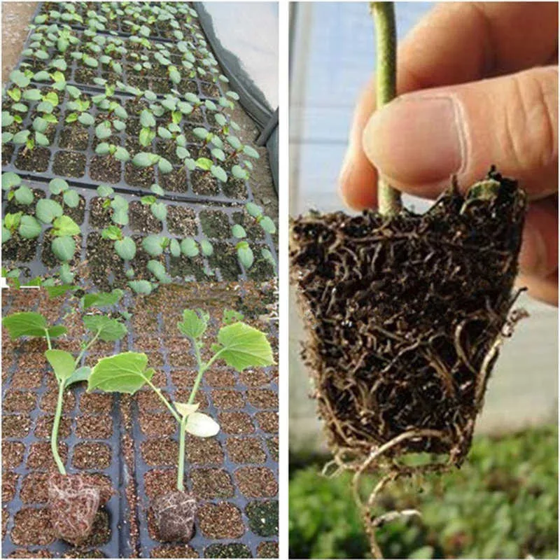 10st 5072128200 hål Garden Nursery Pot Tray för saftigt blommor Grönsaksfrö Grow Box Plant Plantor Propagation Tray 2103319434