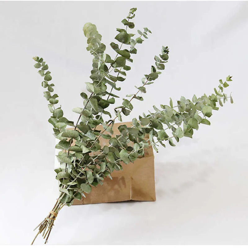 Naturliga eukalyptus löv grenar stammar torkad blomma riktig palnt prydnad för DIY bröllop skytte prop hem dekoration leveranser y0630