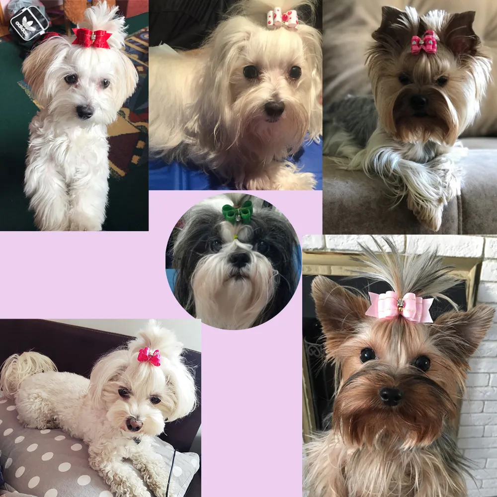 Nœuds de cheveux pour petits chiens faits à la main, 10 piècesbande en caoutchouc, pinces à cheveux pour chat, Boutique, saint-valentin, accessoires de toilettage pour chiens de compagnie, produit