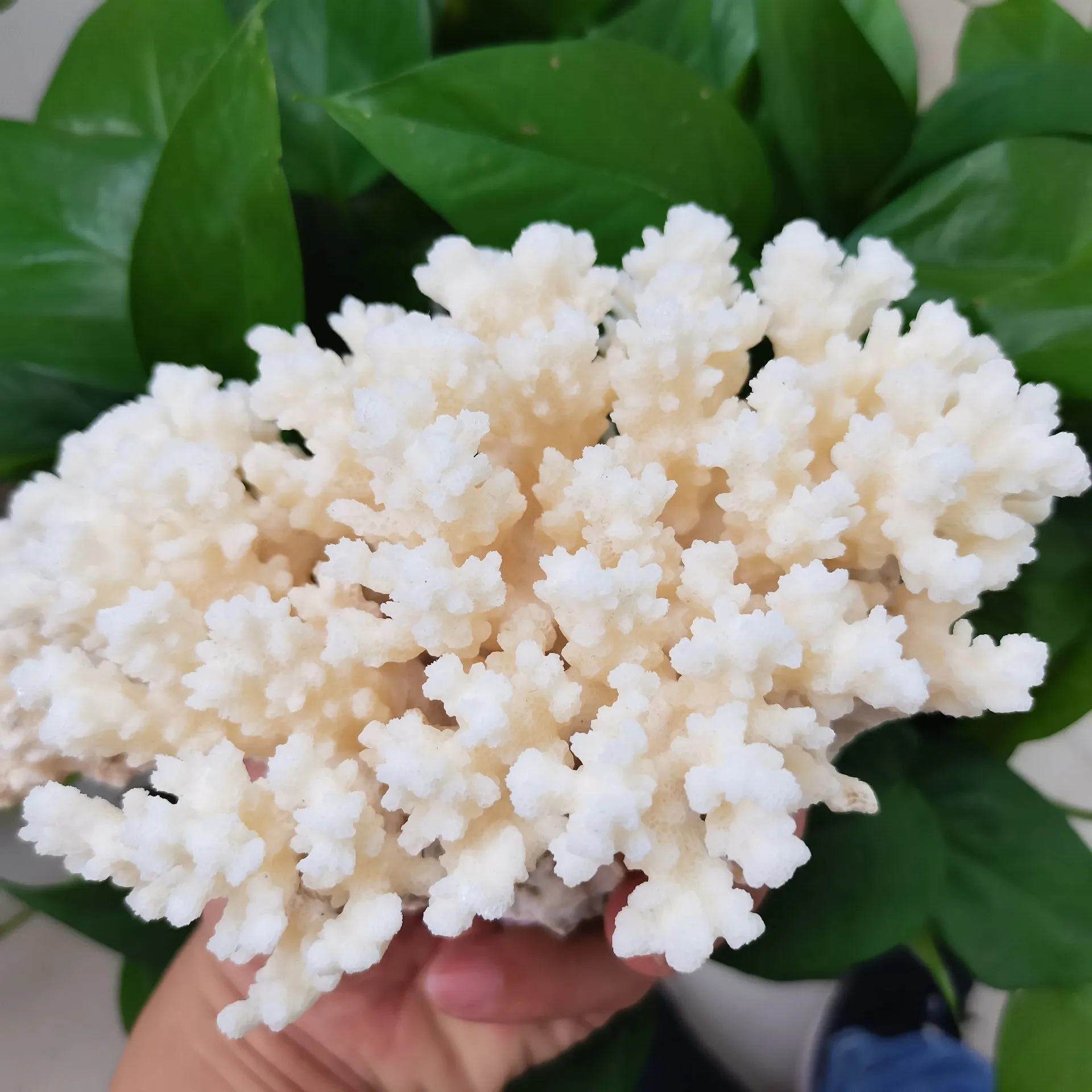 naturel blanc corail fossile grappe cristal Aquarium aménagement paysager ornements Decorationum récif spécimen décor à la maison cadeau