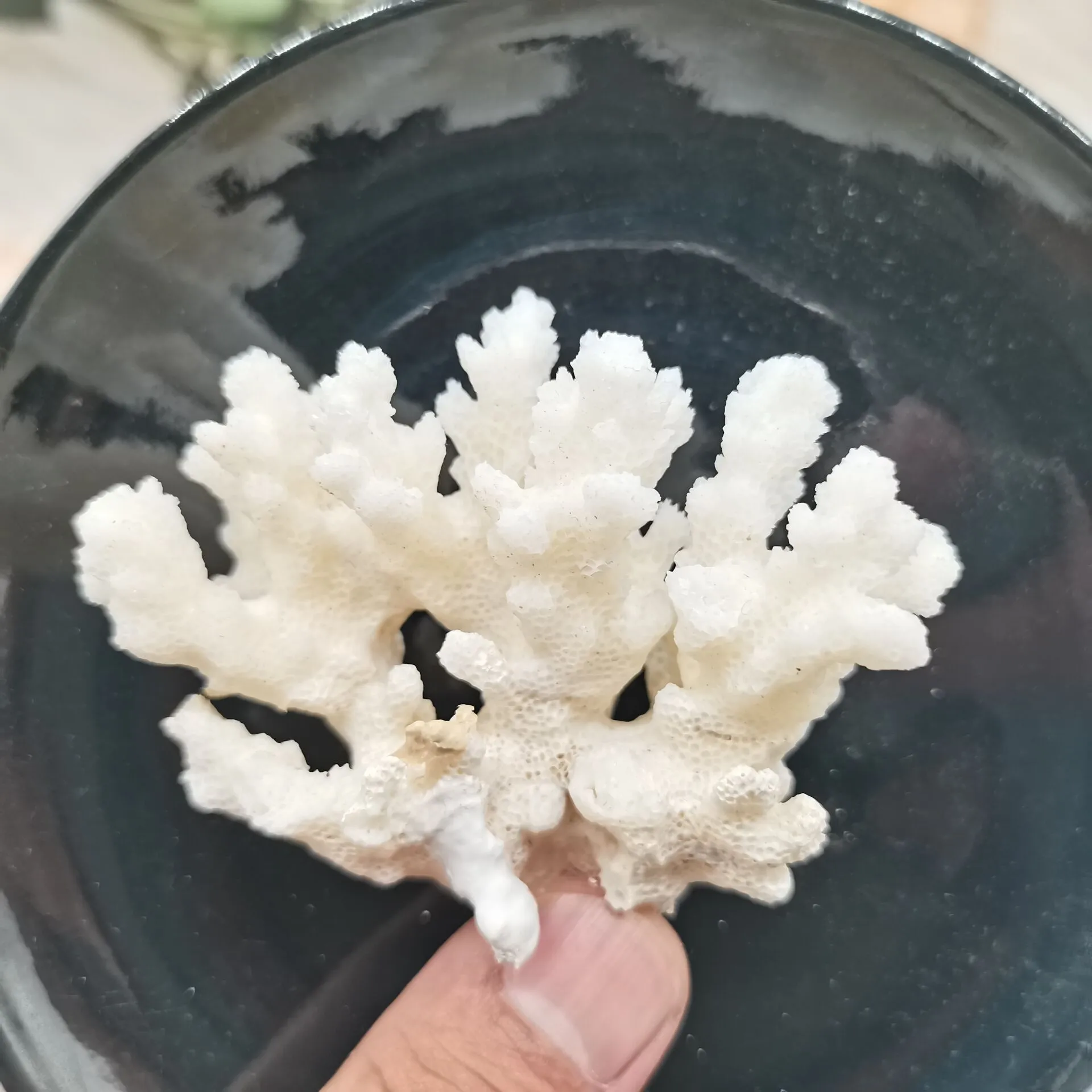 naturel blanc corail fossile grappe cristal Aquarium aménagement paysager ornements Decorationum récif spécimen décor à la maison cadeau