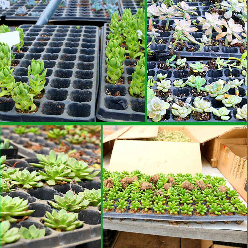 10st 50 72 128 200 hål Garden Nursery Pot Tray för saftigt blommor Vegetabiliskt fröodling Växt Plantor Propagation Tray 210219T