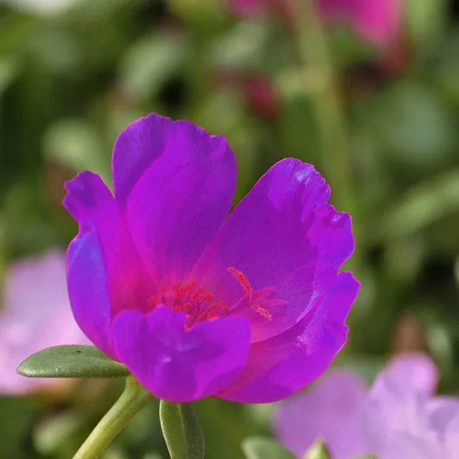 Portulaca Grandiflora Sun Flower Seeds Bonsai Beautifying And Air