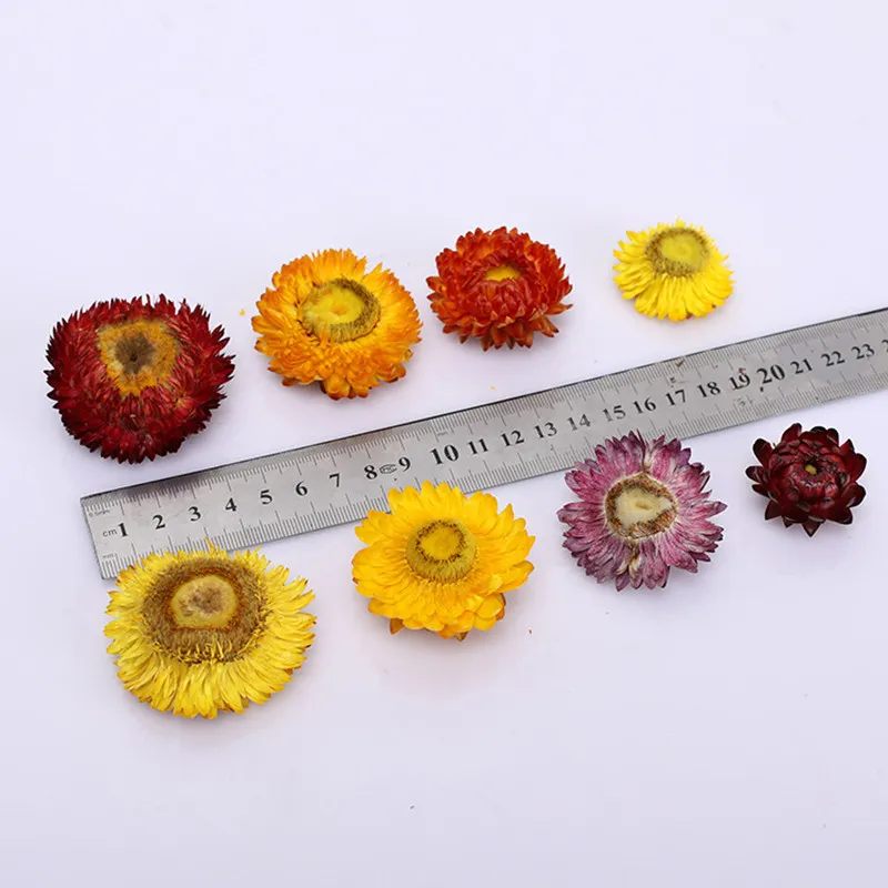 Real Daisy Chrysanthemum Preserved Flower Dried Specimen Diy Bookmark Candle Card A Level Home Decor Natural Gerbera Head 26186800