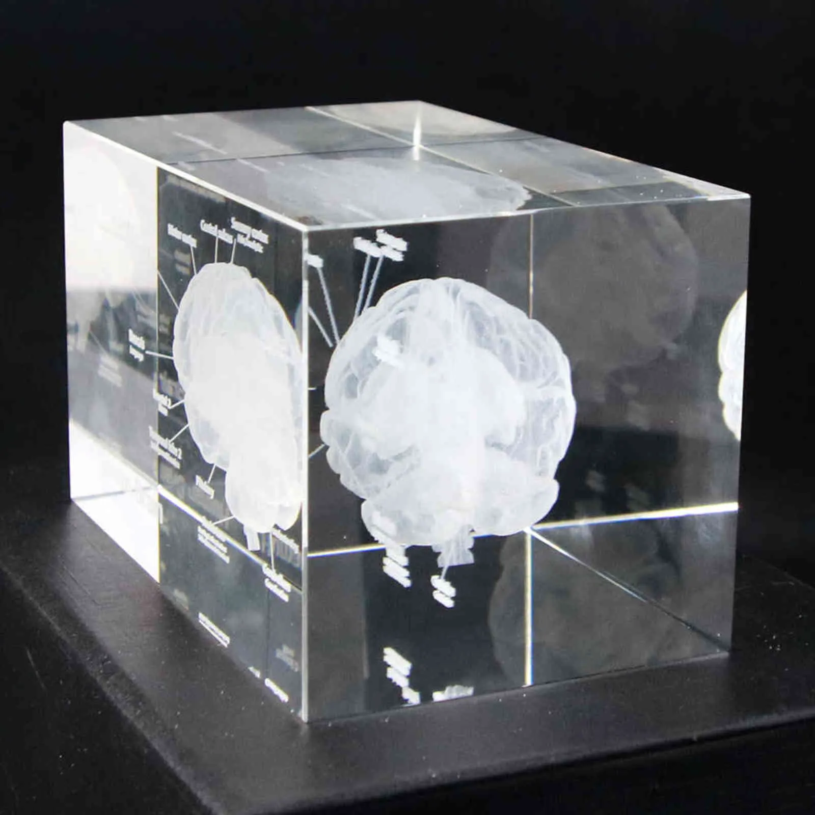 3D Human Anatomical Model Paperweight Laser Etched Brain Crystal Glass Cube Anatomy Mind Neurology Thinking Science Gift 211101323G