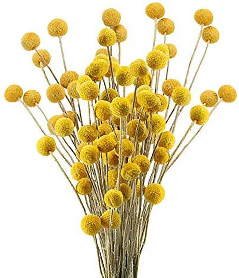 本物の乾燥パンパス草の結婚式の花の束自然な植物家の装飾乾燥人工花PhragmitesゴールデンボールPompom Y0630