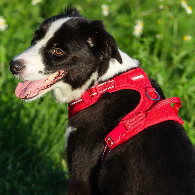 Truelove Pet Dog Harness andas Mesh Polded Outdoor Sport No Pull Vest Justerbar sele för medelstora stora hundtillbehör 210729