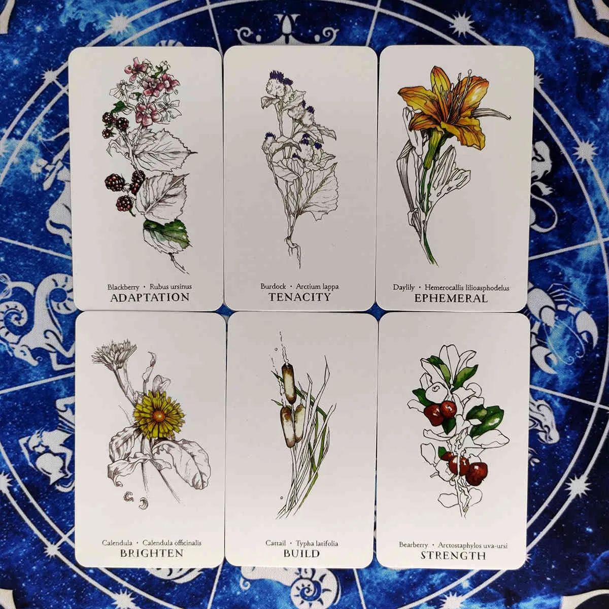 New Hedgewitch Botanical Oracle Cards And PDF Guidance Divination Tarot Deck Entertainment Parties Gioco da tavolo 40 Pz / scatola