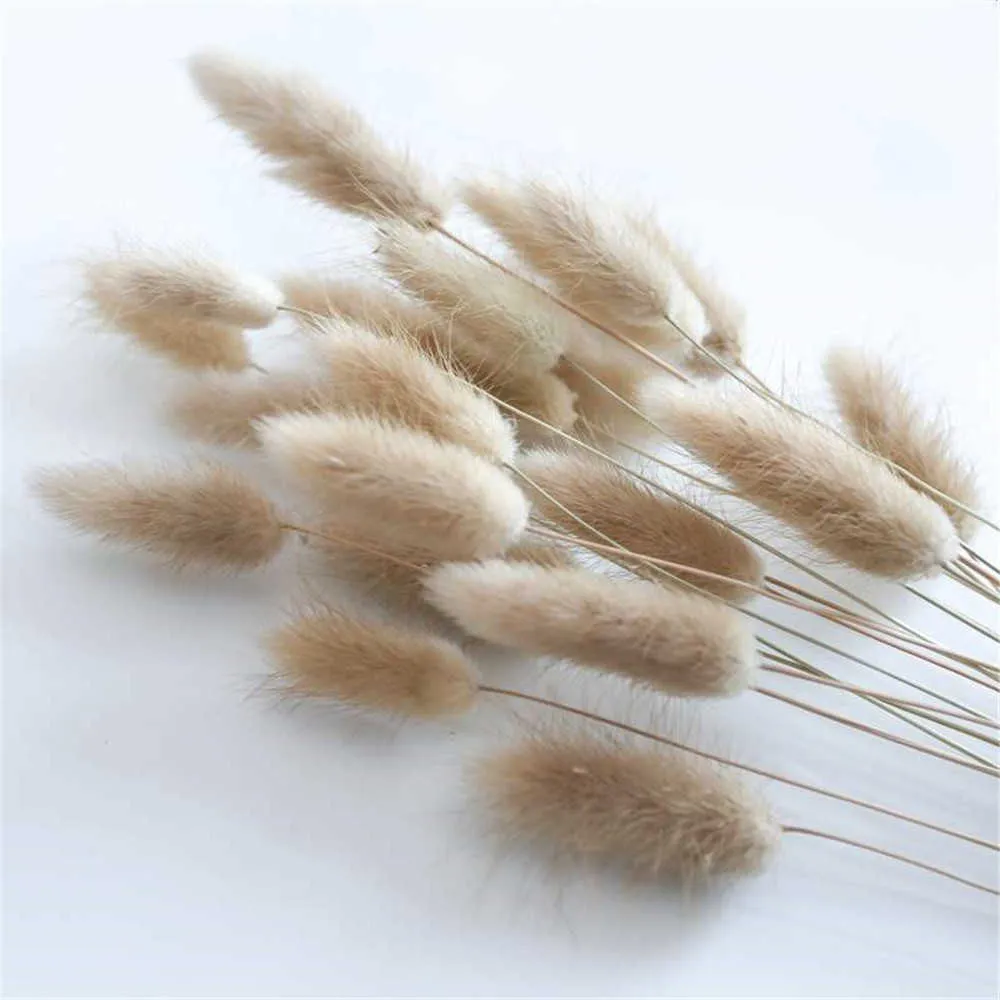 Fiori secchi naturali Lagurus Ovatus Coniglio BunnyTail Erba Mazzo Bouquet di fiori reali Pampas Grass la decorazione domestica di nozze Y0728