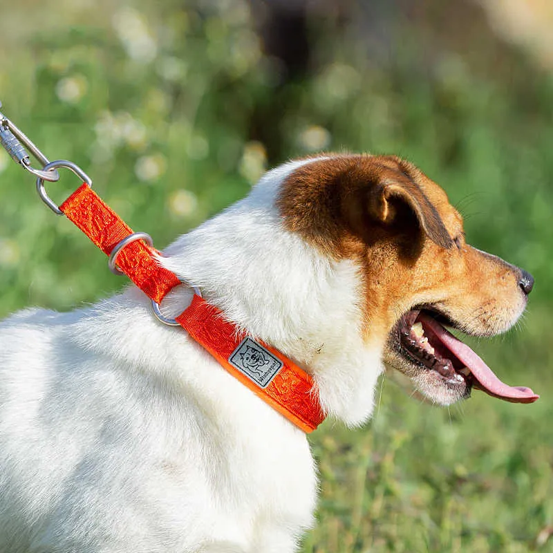 TRUELOVE Collier pour animaux de compagnie Sangle en nylon P-chaîne Rembourrage en néoprène antidéflagrant pour animaux de compagnie Courir Formation Grand Moyen Petit Chien YC1851 210729