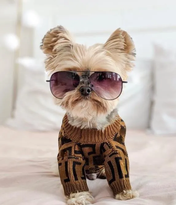 Herbst Winter stricken Pullover Brief Trend Luxus Haustier Pullover Mode Katze Hund Kleidung neueste