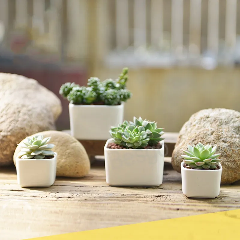 Keramiek Vierkant Bloemen Potten Mini Succulents Bloemen Pot White Office Desktop Bloempot Huis Tuin Accessoires Aangepast Logo BH6158 TYJ