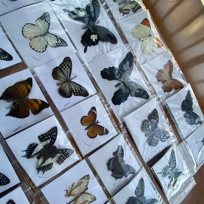 Rhopalocera Le Papillon naturel non monté, 20 pièces, spécimen d'art, matériel de décoration, 2202218925604